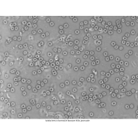 Mikroskop DeltaOptical Genetic Pro Mono 40x-1000x + batérie