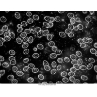 Mikroskop DeltaOptical Genetic Pro Bino 40x-1000x + batérie